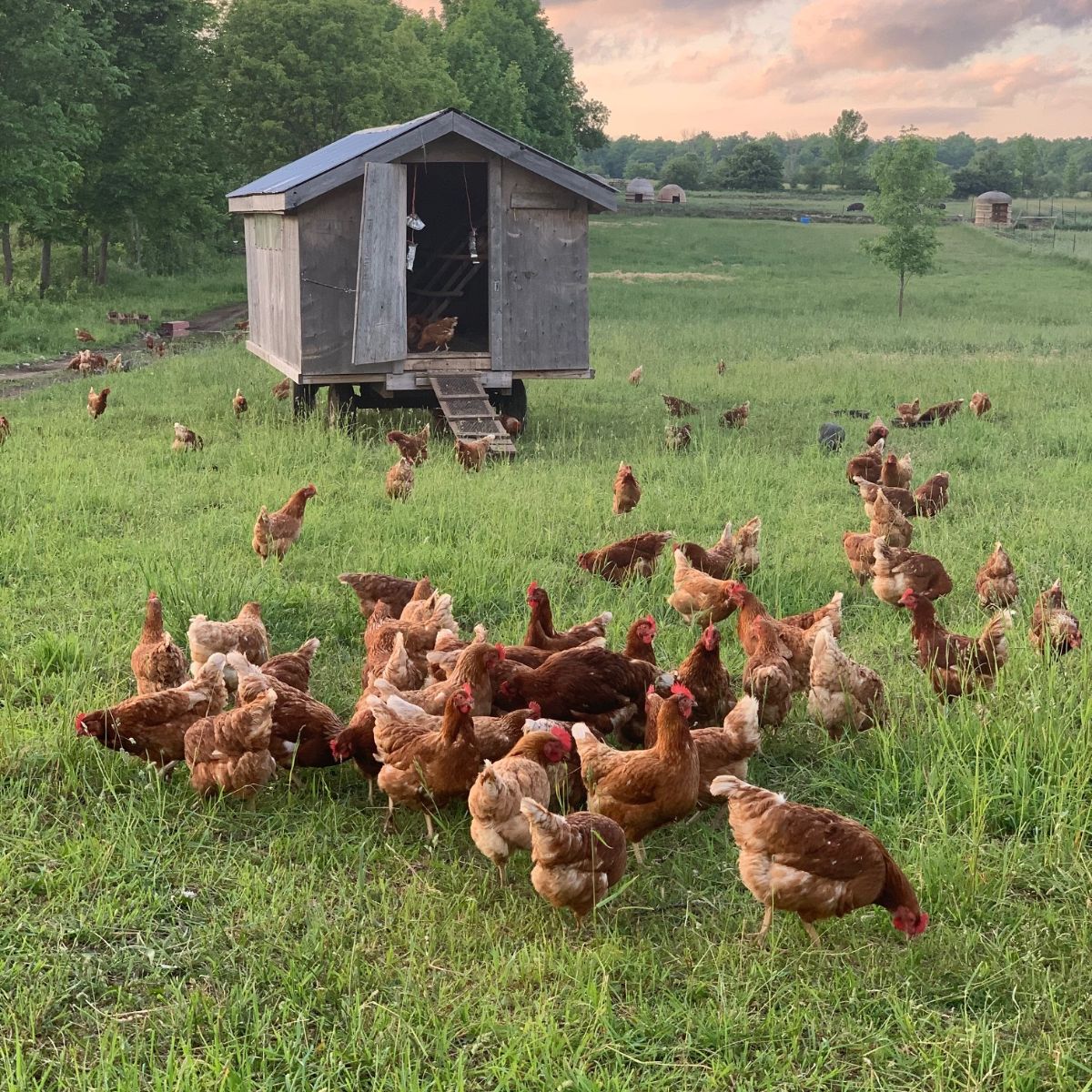 maple-ridge-farm_YVKcdLfp3Zs4_0