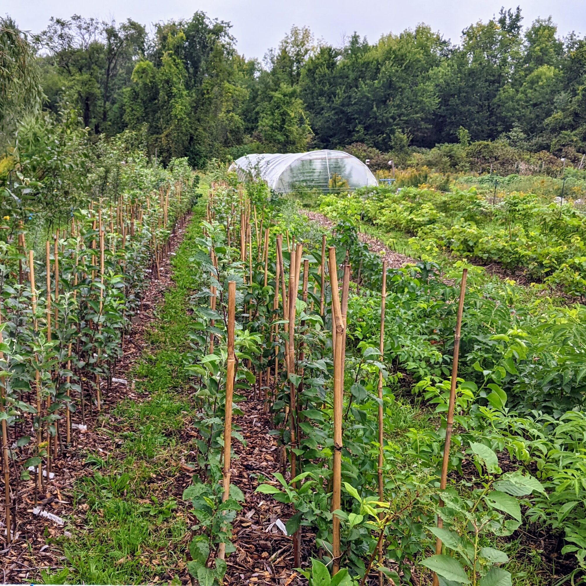 pepiniere-du-bocage_KYXCXRZisc9i_0