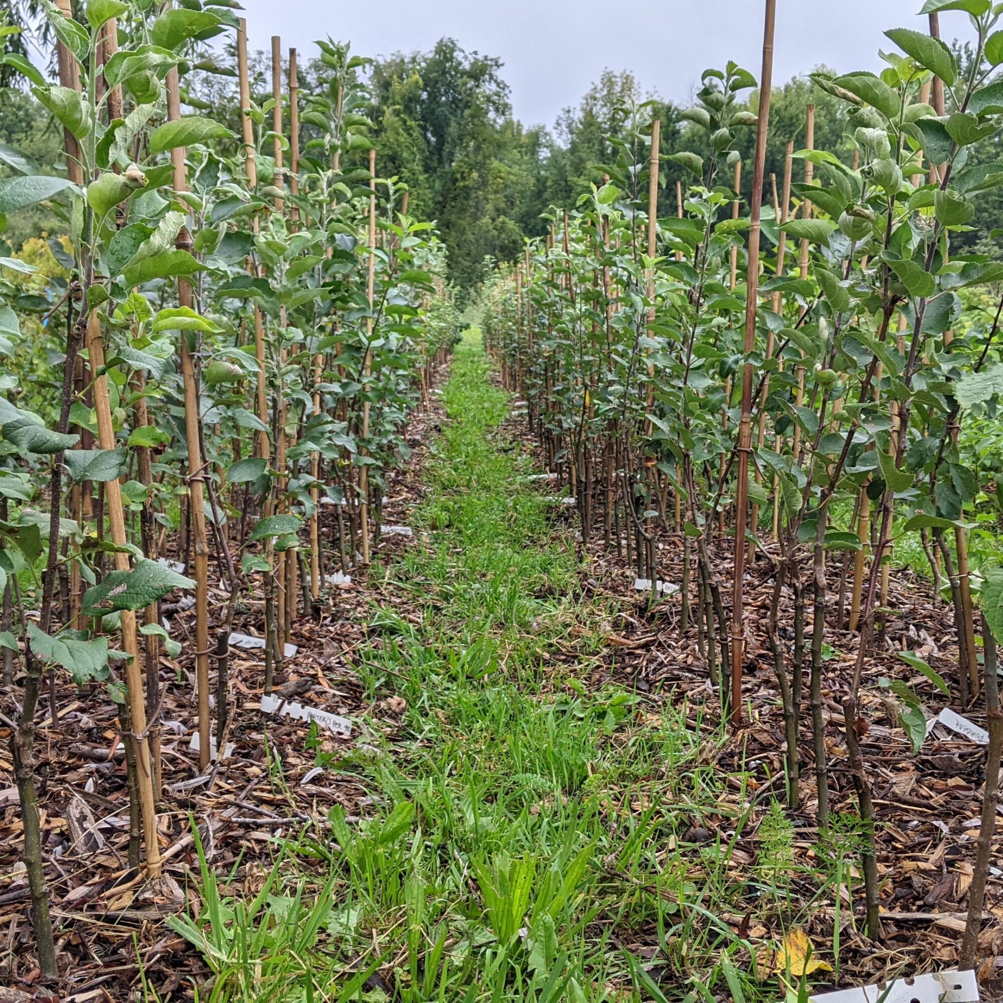 pepiniere-du-bocage_W9s8mthaCtfi_1