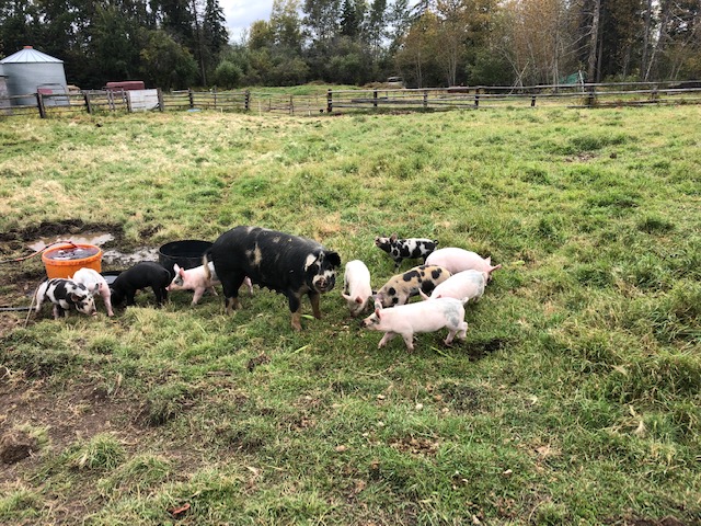 pure-pasture-products_MP9epiTfZqzl_0