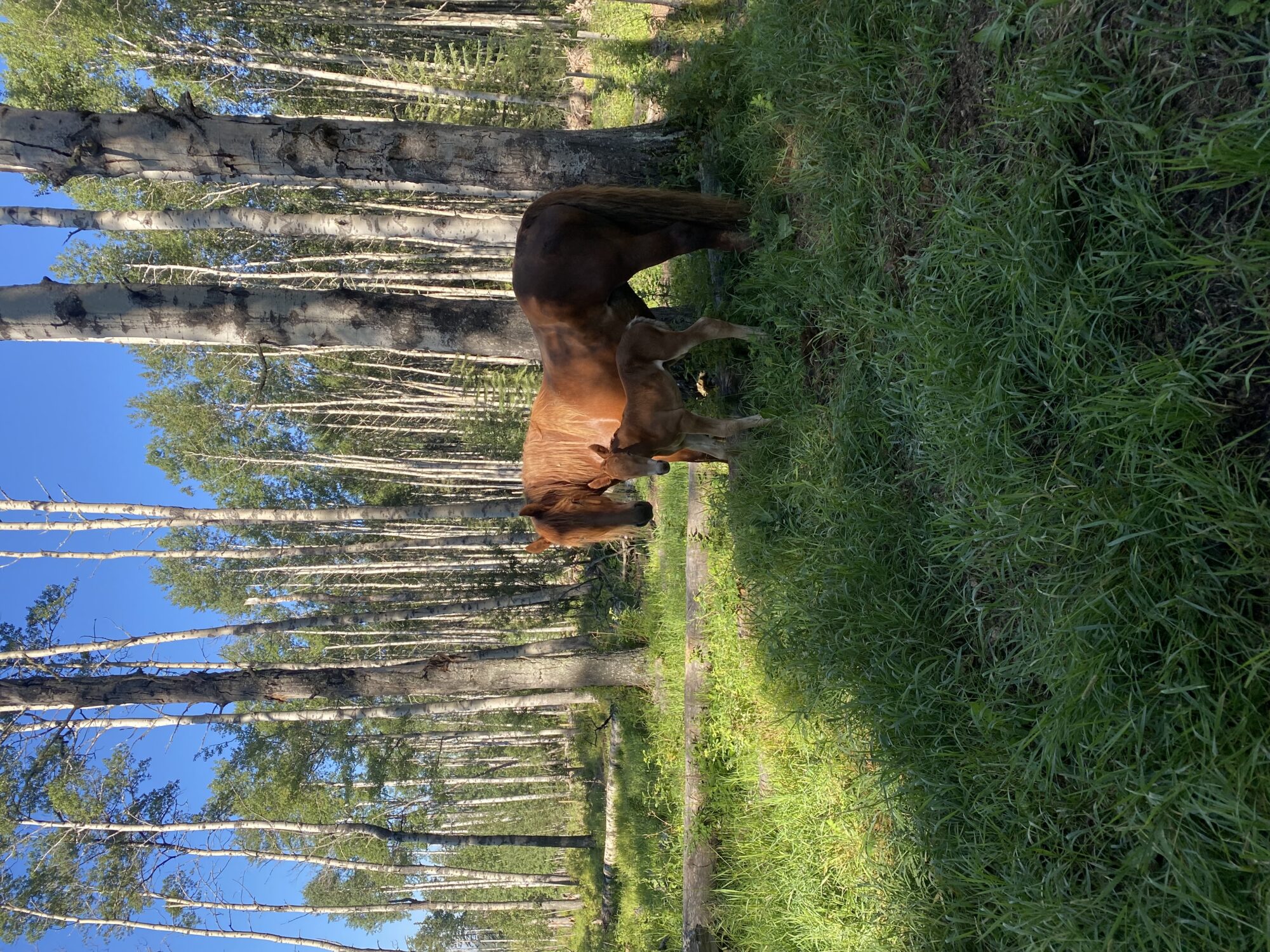 ravenwood-farm_VTz3Jar6EscY_0