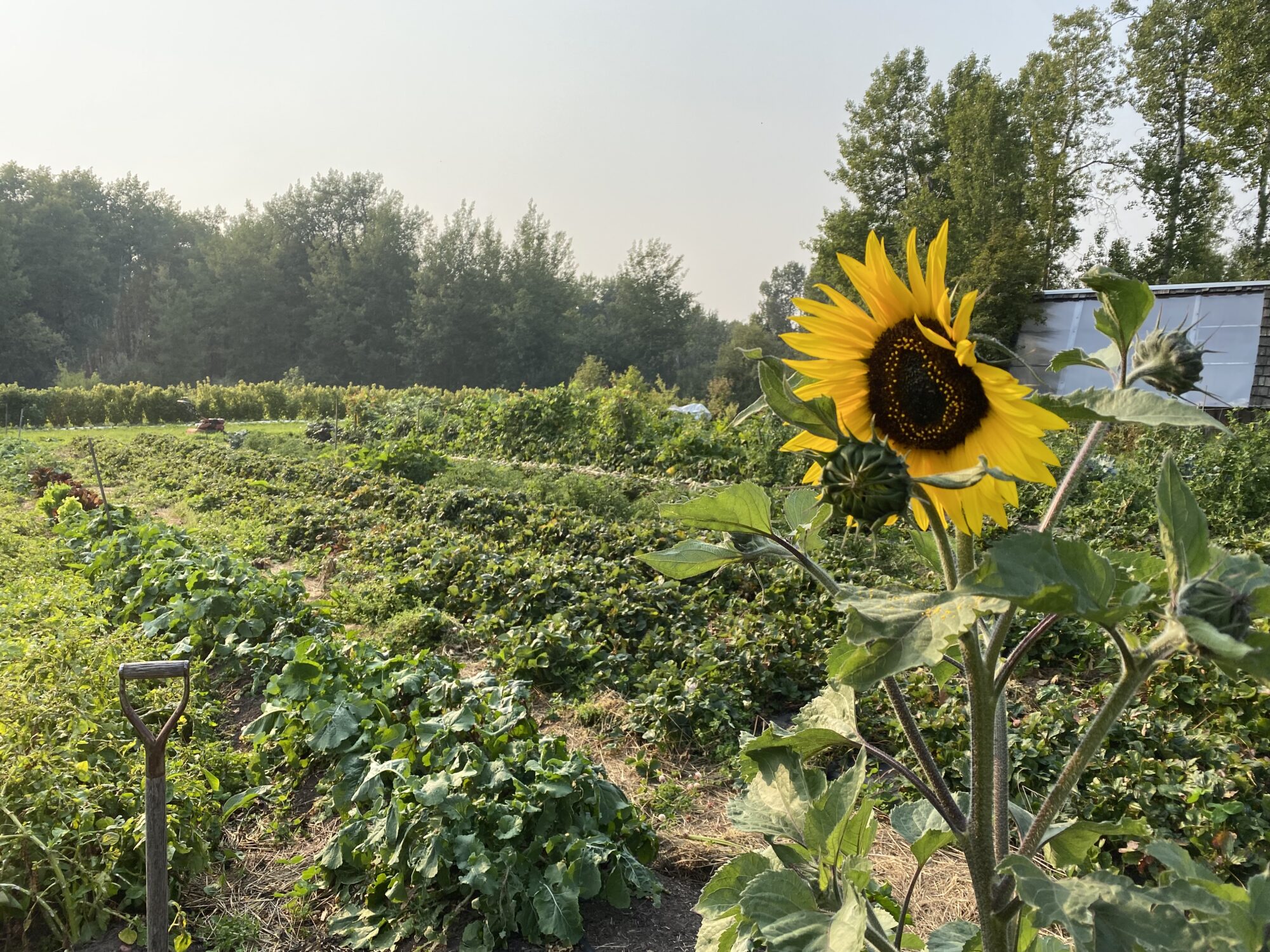 ravenwood-farm_VX6Ehml4u3rT_0