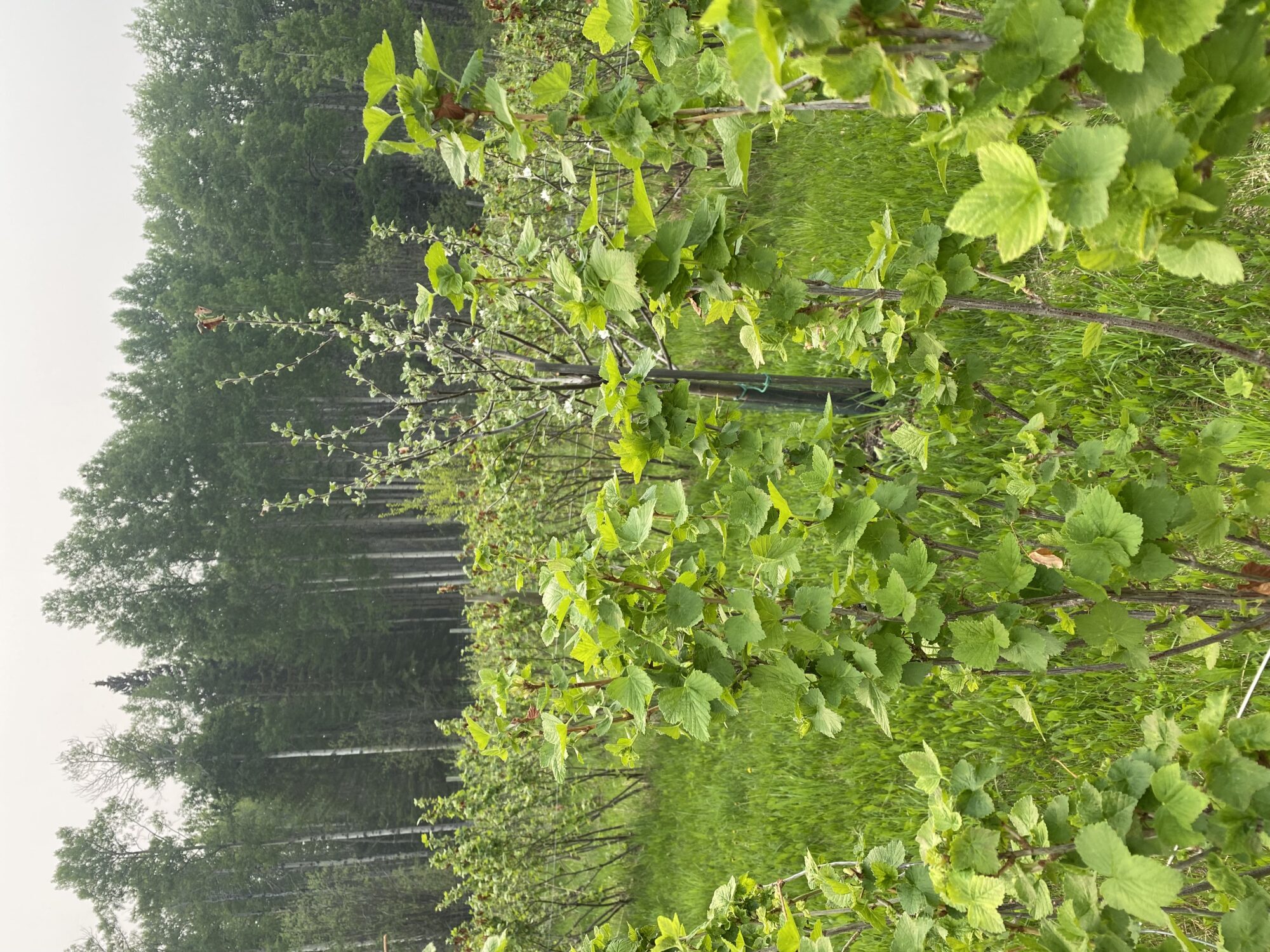 ravenwood-farm_WtdhXmrdagcl_0