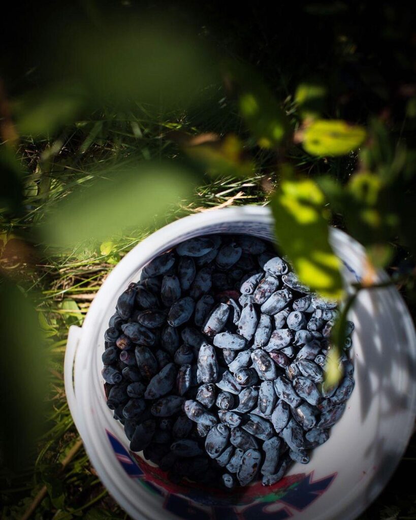 rosy-farms_pqXZ2uahPu4h_0