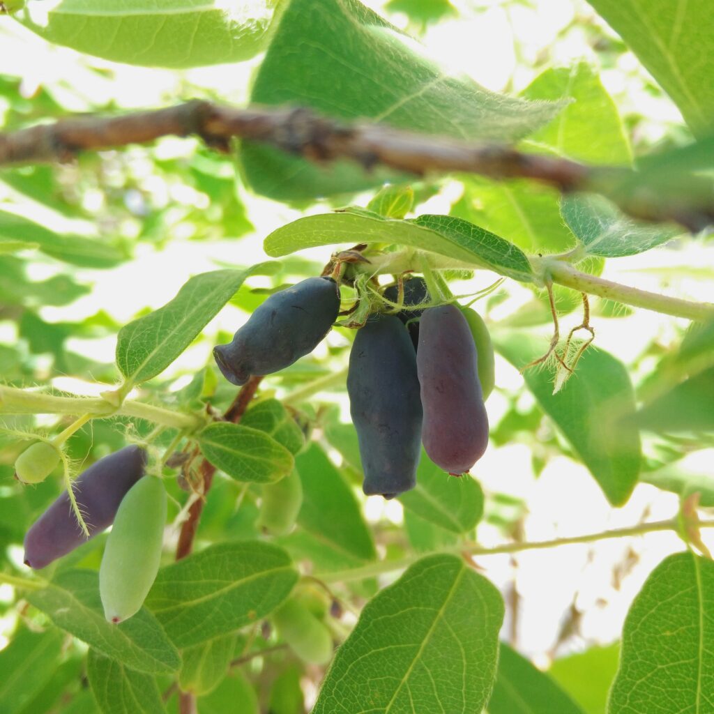 rosy-farms_pqXZ2uahPu4h_2