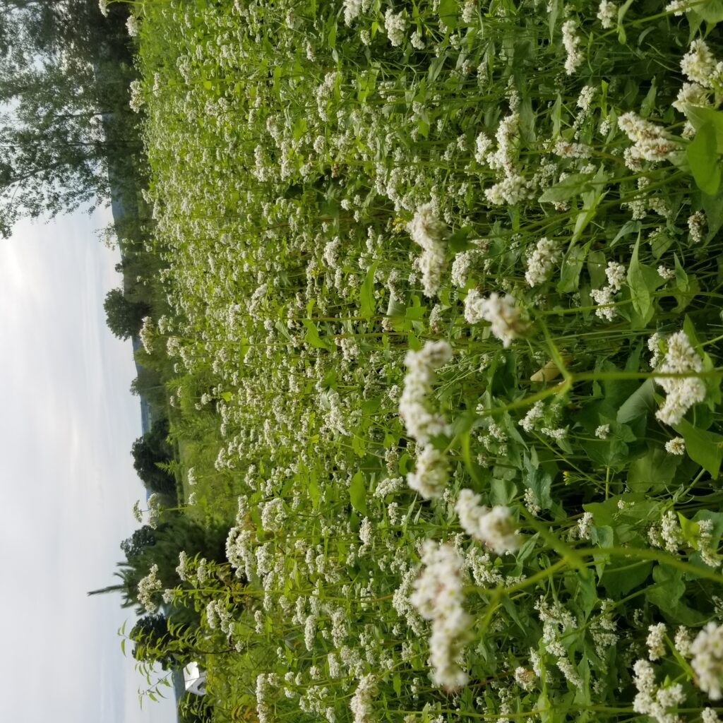 fleursdeferme sarrasin engrais vert 2020