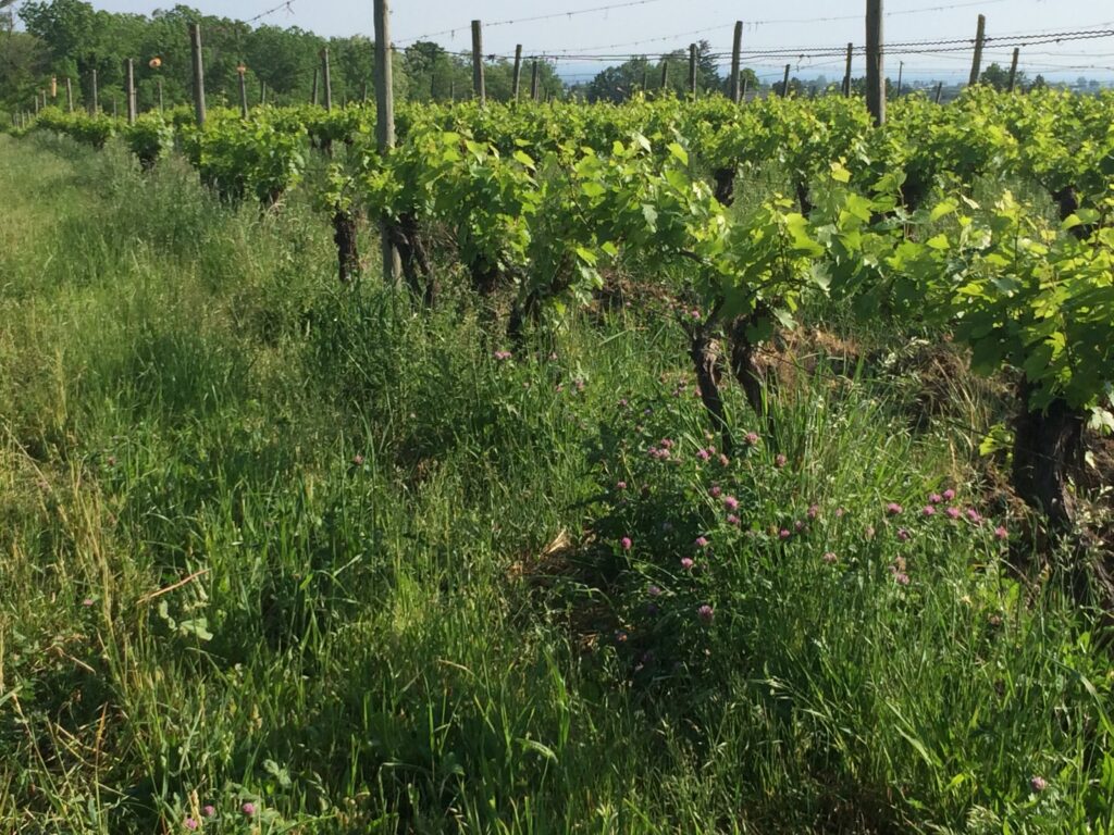 saunders-family-farm-vineyard_TXqkv8qeTa7F_0
