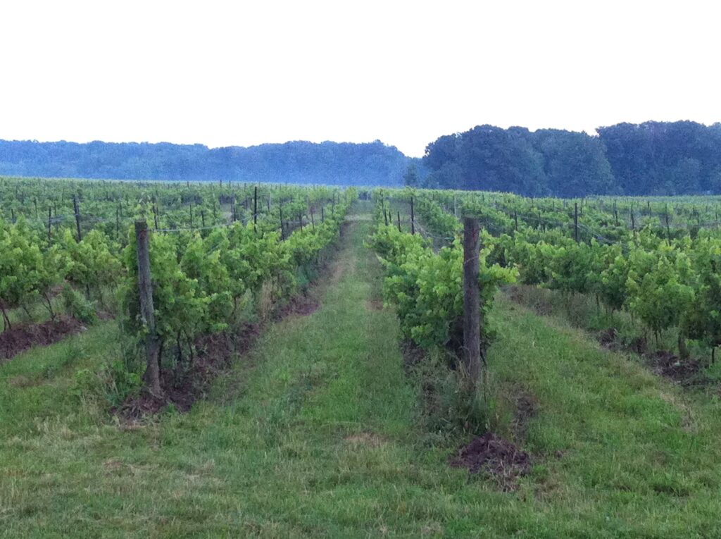 saunders-family-farm-vineyard_TXqkv8qeTa7F_6