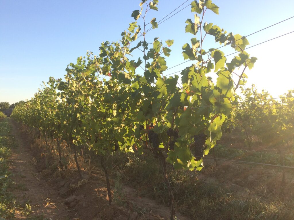 saunders-family-farm-vineyard_TXqkv8qeTa7F_8