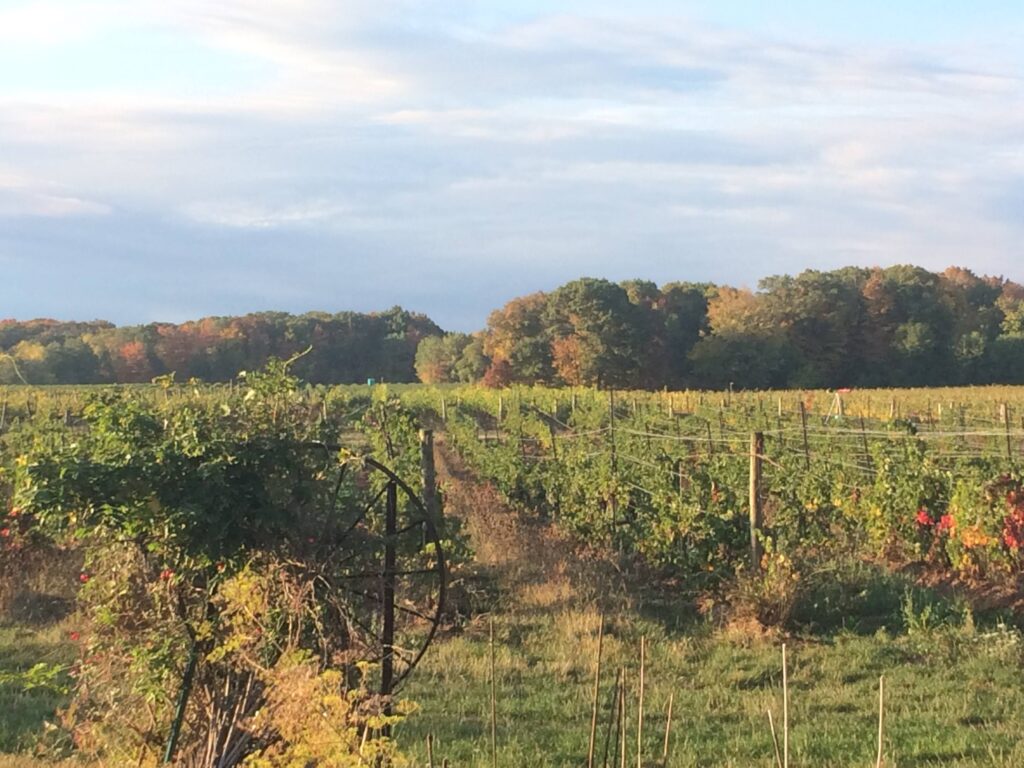 saunders-family-farm-vineyard_TXqkv8qeTa7F_9