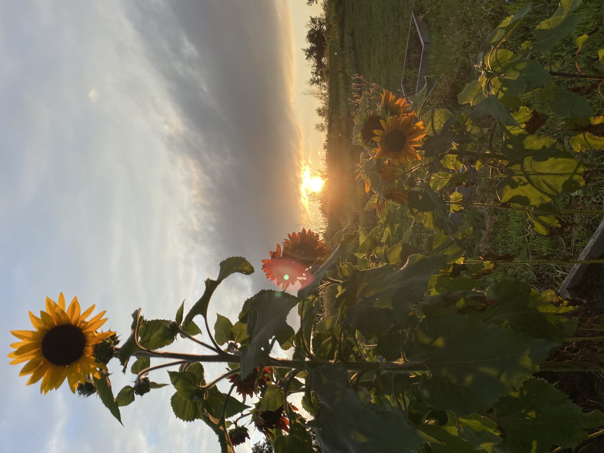 springfield-farm_aNZP9c5hWajK_0