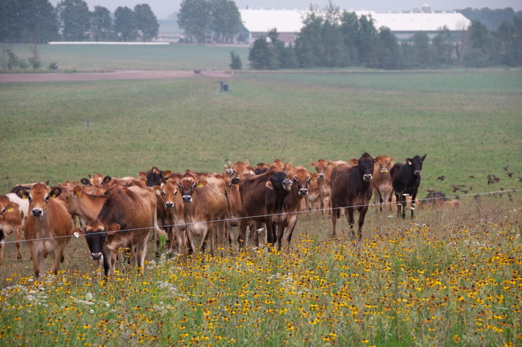 st-brigids-dairy-ltd_MddteVsJEl8a_0