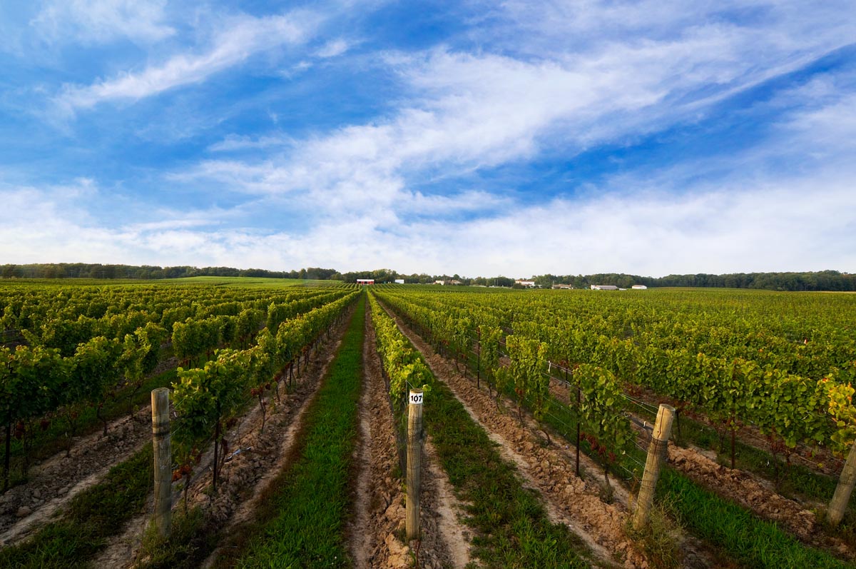 tawse-family-vineyards_PKns5BB5qdjs_1