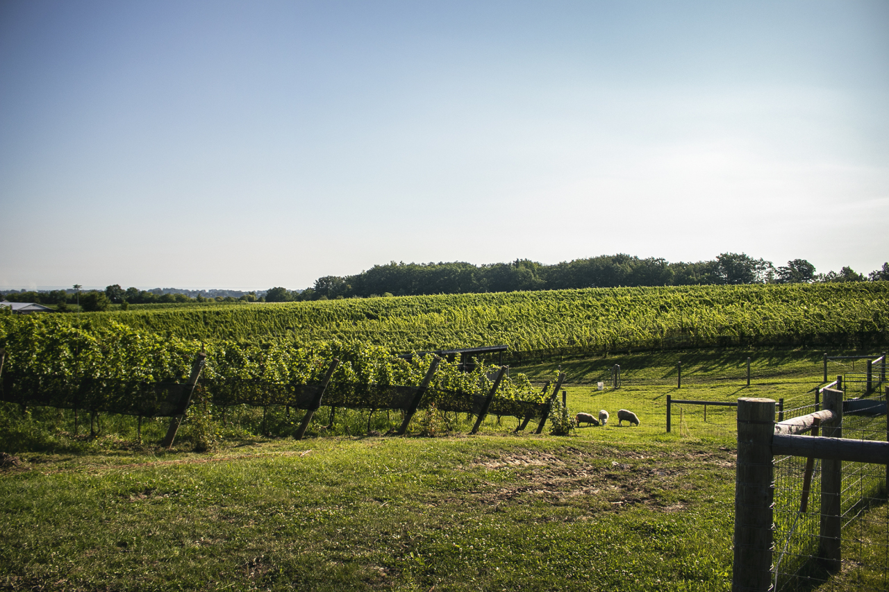 tawse-family-vineyards_xyrLKeofekcY_0
