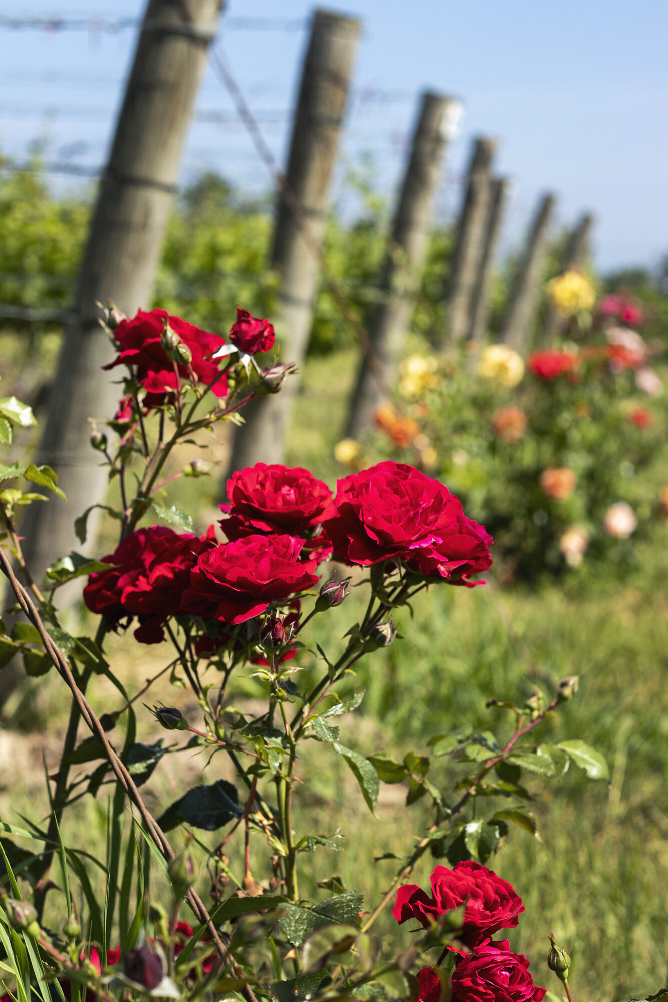 tawse-family-vineyards_xyrLKeofekcY_2