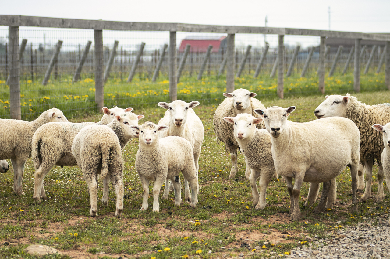 tawse-family-vineyards_yohVqAoeMXFA_0