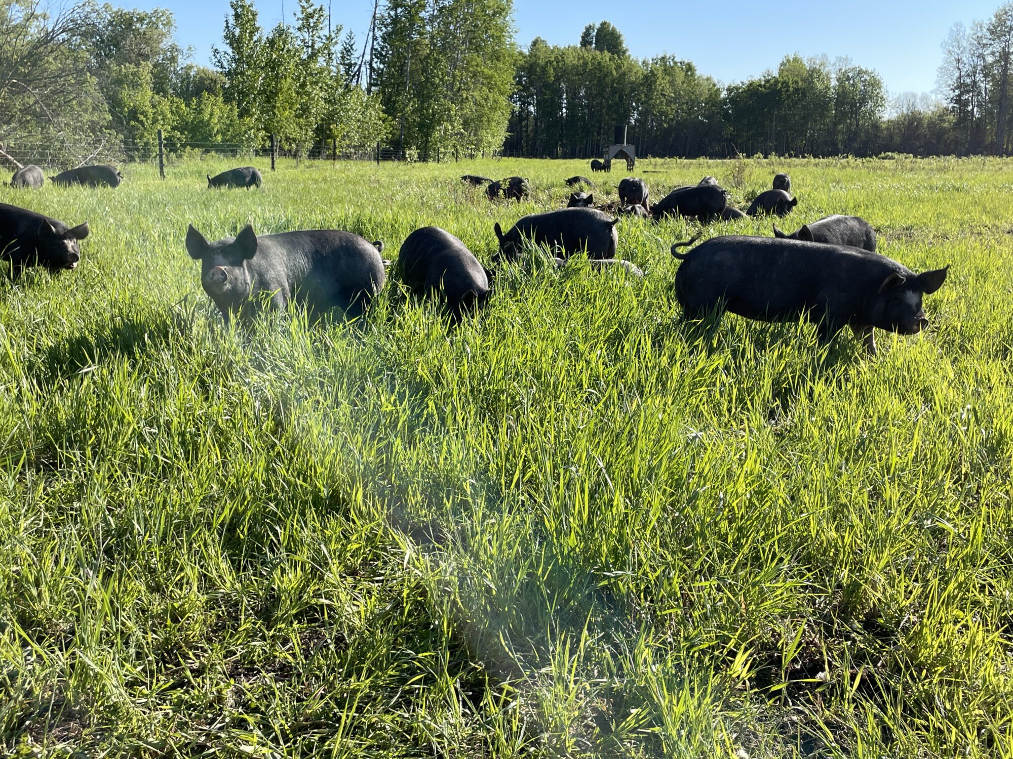 the-homestead_YiEfJfTcpXC7_1