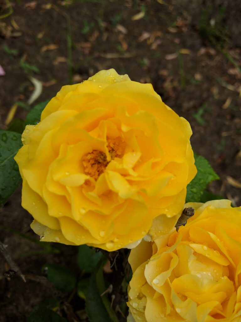 the-knotted-willow-farm-and-nursery_yAcbtBigbTtz_0