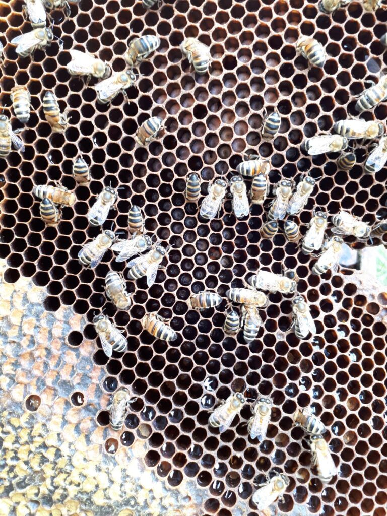 the-knotted-willow-farm-and-nursery_yAcbtBigbTtz_1