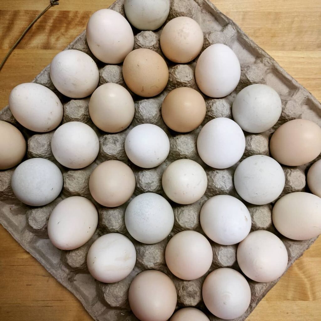 the-knotted-willow-farm-and-nursery_yAcbtBigbTtz_2