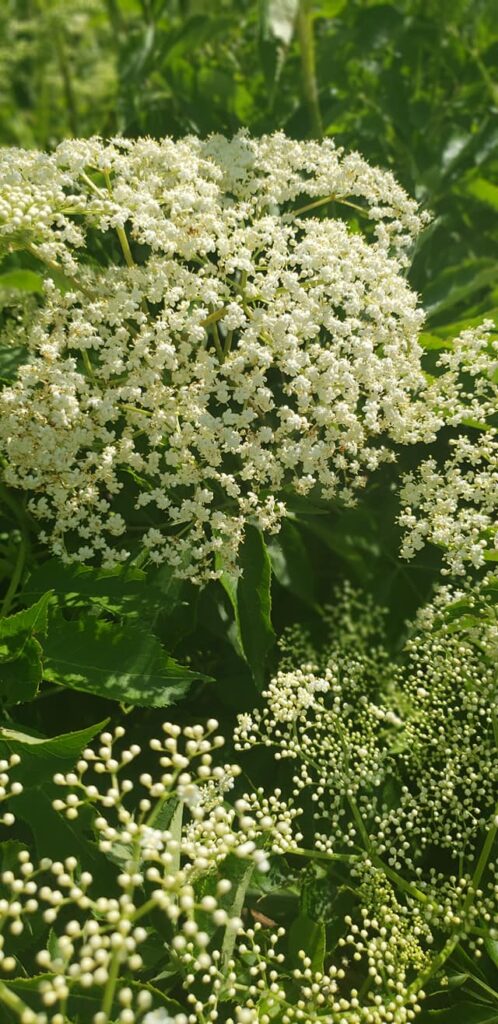 the-knotted-willow-farm-and-nursery_yAcbtBigbTtz_4