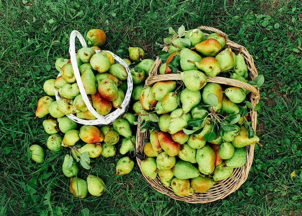 the-knotted-willow-farm-and-nursery_yAcbtBigbTtz_5