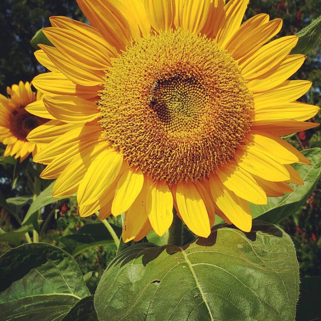 the-knotted-willow-farm-and-nursery_yAcbtBigbTtz_6