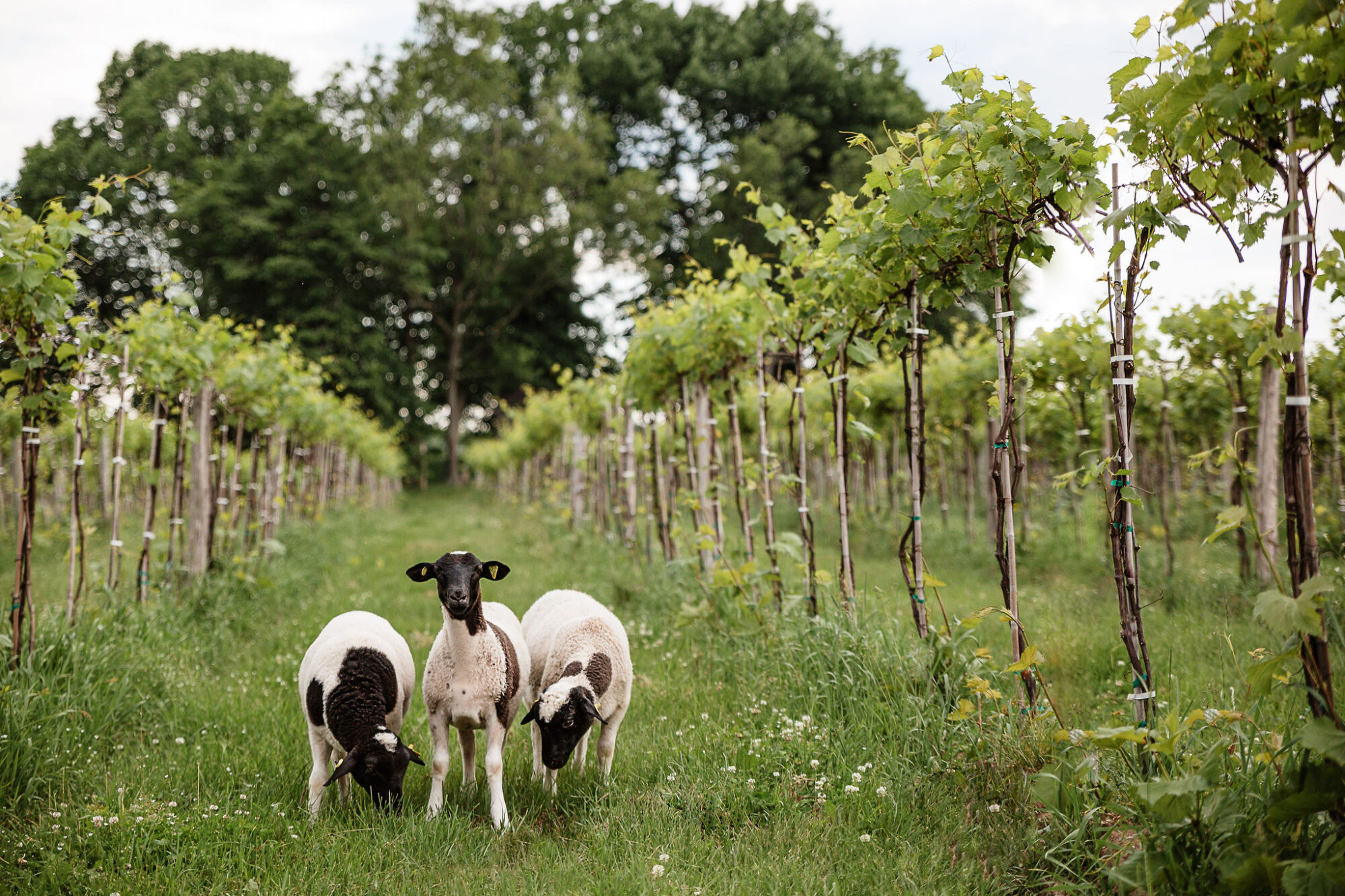 vignoble de la bauge2