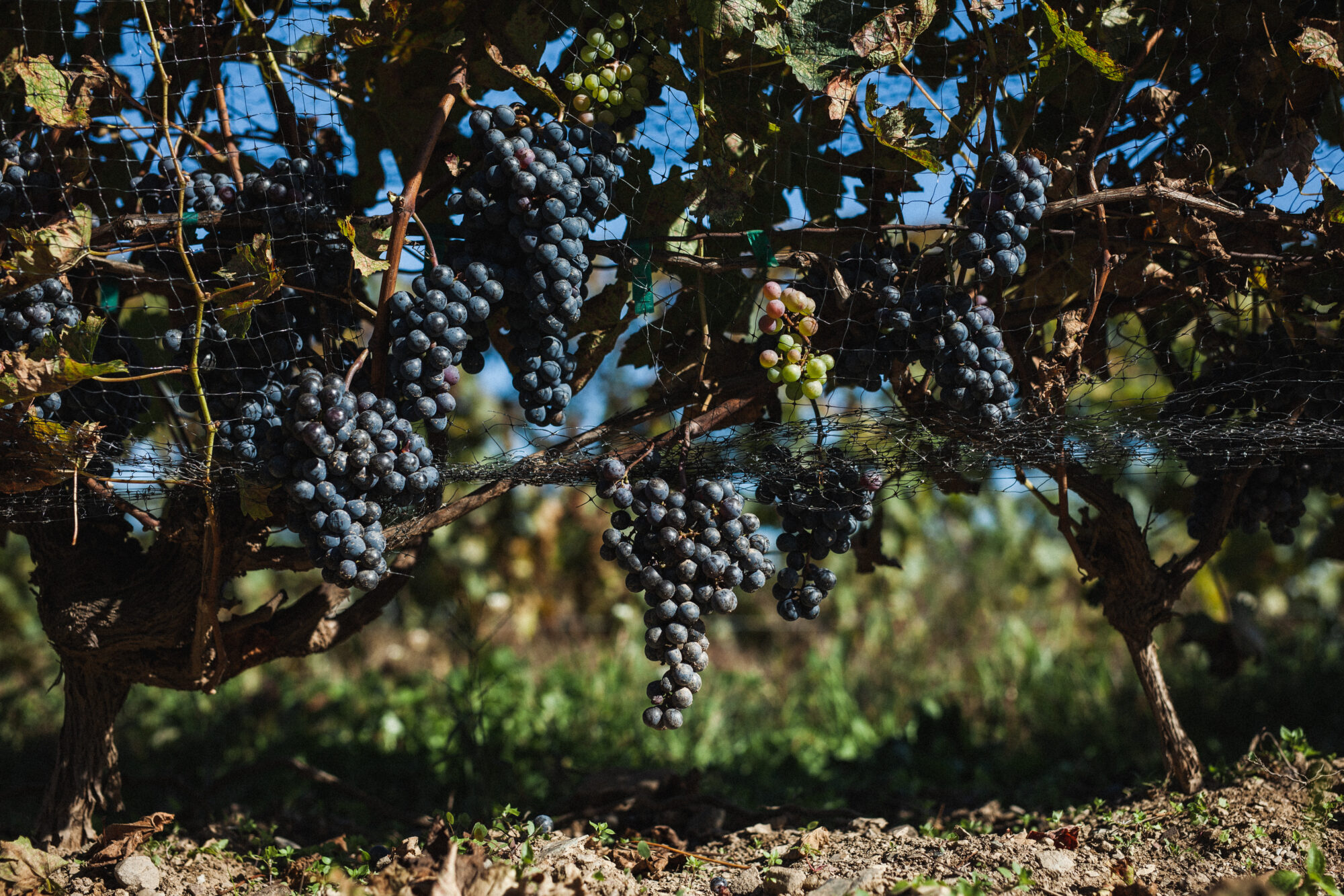 vignoble de la bauge3