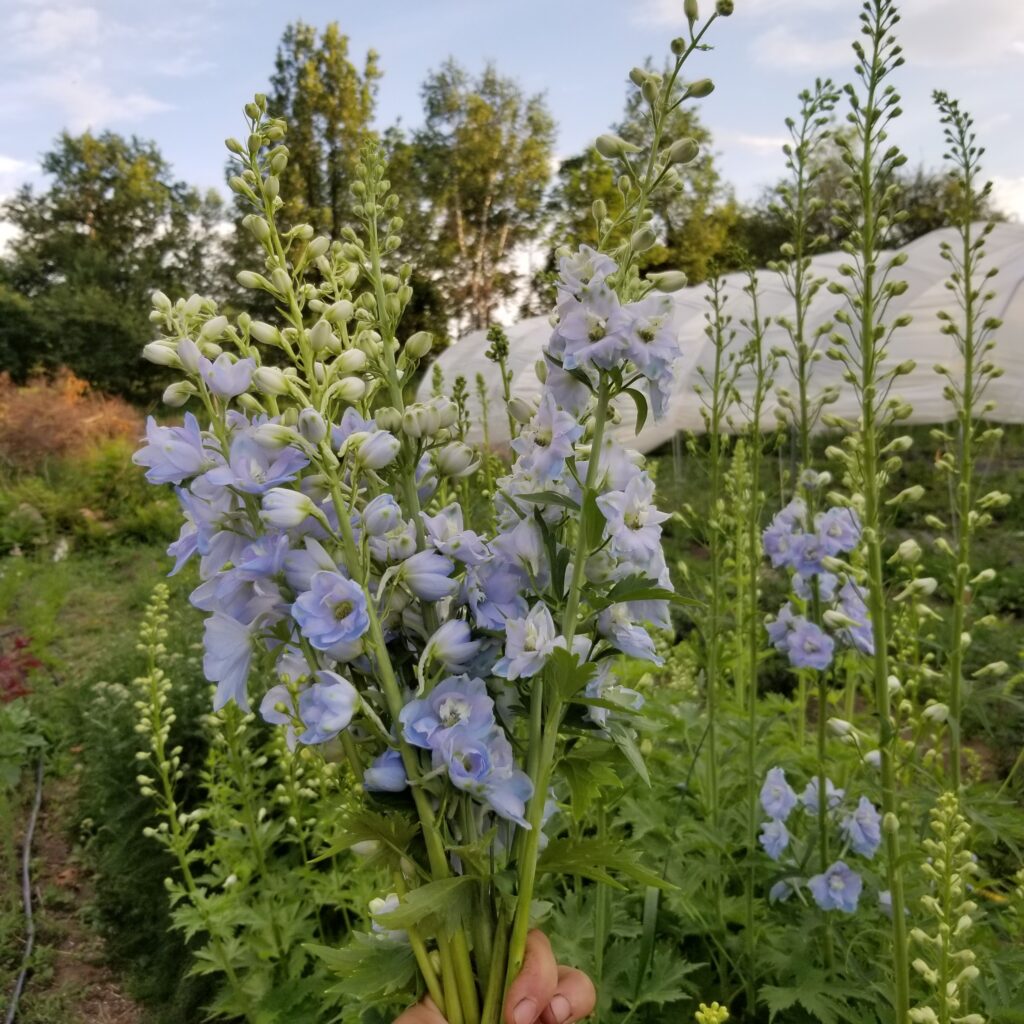 fleursdeferme – vue ferme 2020 delphinium