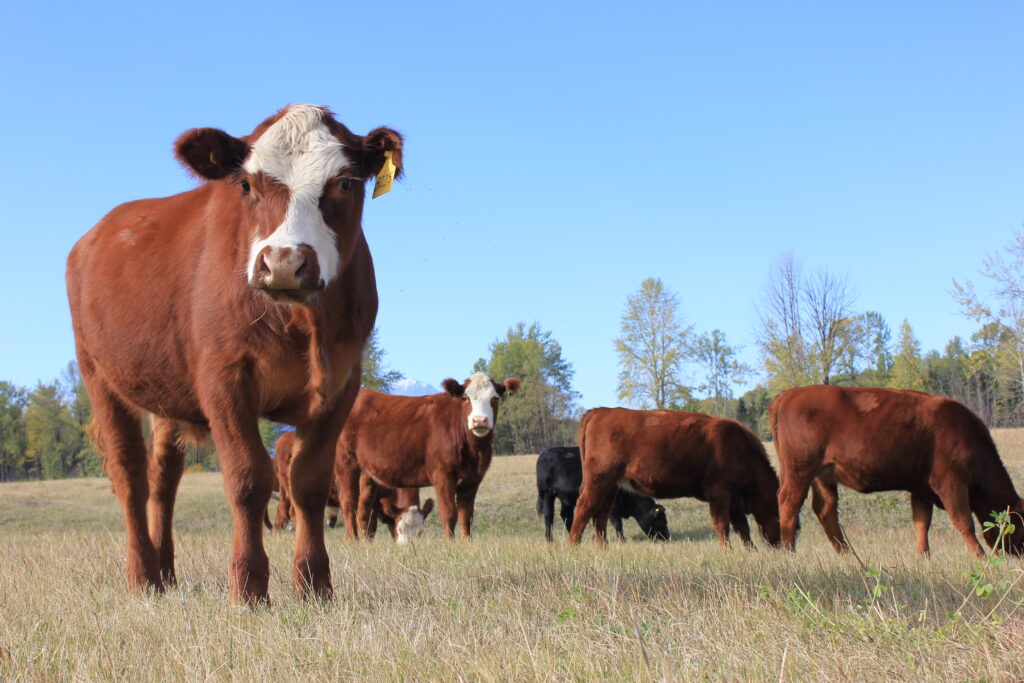 w-diamond-ranch_cv84nfdzlFmV_0