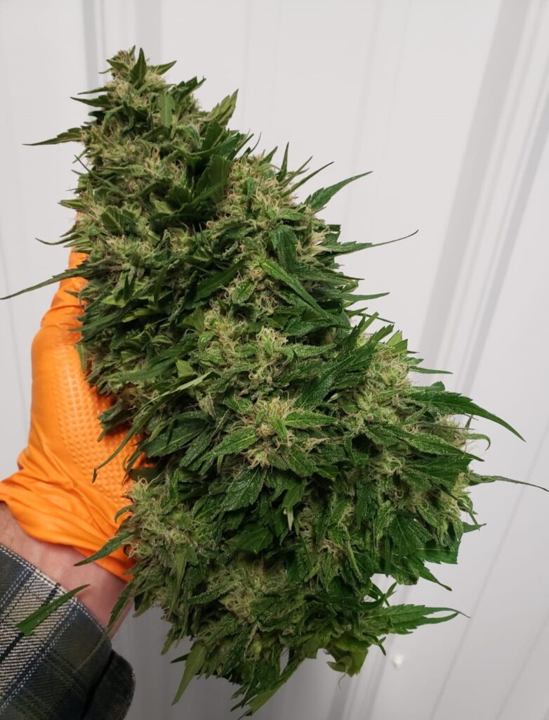 wildwood-flowr_DKX5MEPcsWMn_1