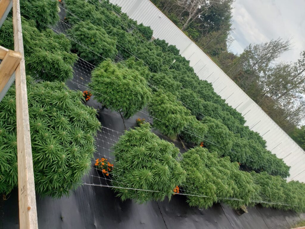 wildwood-flowr_DKX5MEPcsWMn_2