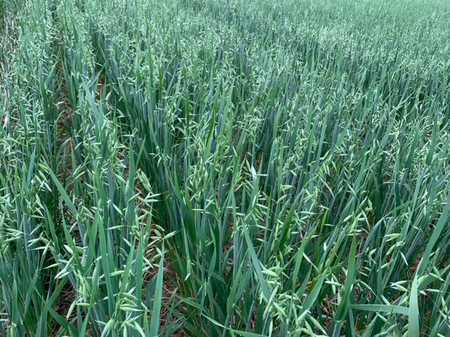 woodleigh-farms-ltd_LbscNhFqEYZ7_2